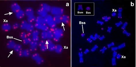 Fluorescent In Situ Hybridization With Pantelomeric Probe A Metaphase Download Scientific