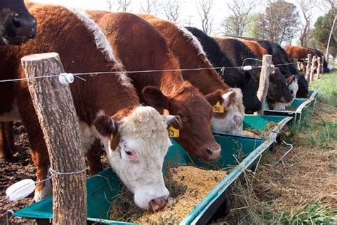 Bovinos Carne Primia Nutrición Animal