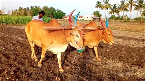 Bull Ploughing Field By Farmer Cow Ploughing The Field Bullock