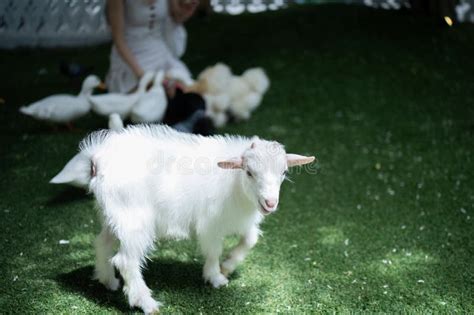 Cute Mini American Pygmy Goat Animal With Green Grass Stock Photo