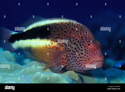 A Blackside Hawkfish Paracirrhites Forsteriperched On Lobe Coral