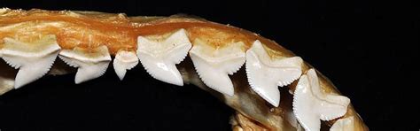 Tiger Shark – FaunaFocus