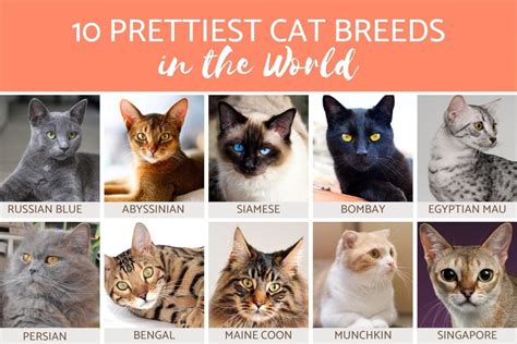 Breeds Of Kittens