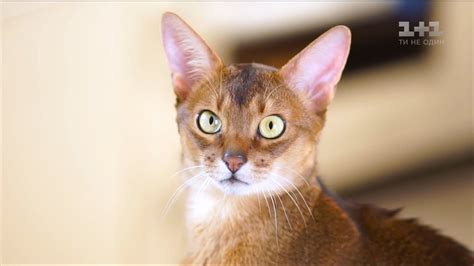 Про наших улюбленців. Абіссінська кішка - елегантна і витончена - YouTube
