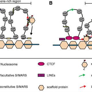 Possible Role Of Scaffold Proteins In X Chromosome Inactivation A The