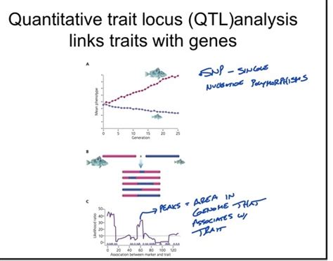 Genetics Exam 2 Flashcards Quizlet