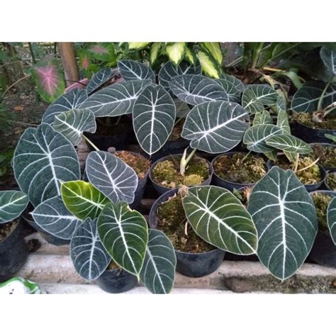 Jual Tanaman Hias Alocasia Black Velvet Alocasia Dragon Scale Alokasia