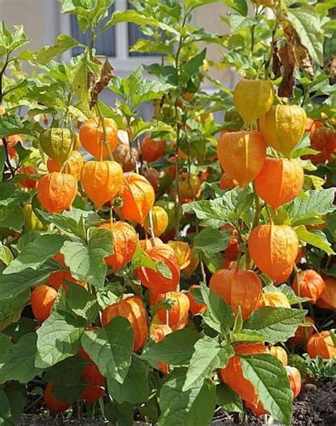 Cape Gooseberry Shop
