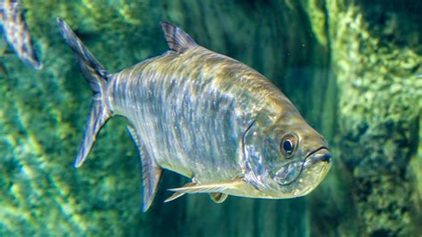 Million Dollar Fish Released Into Sydney Harbour Oversixty