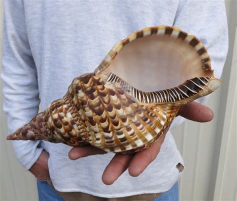 11 Inch Atlantic Triton Trumpet Seashell Large Shell For Seashell Decor