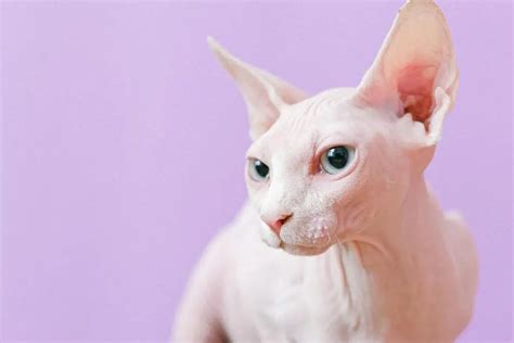 Tüysüz Kedi Sphynx Kedisi Hayvan Sağlığı