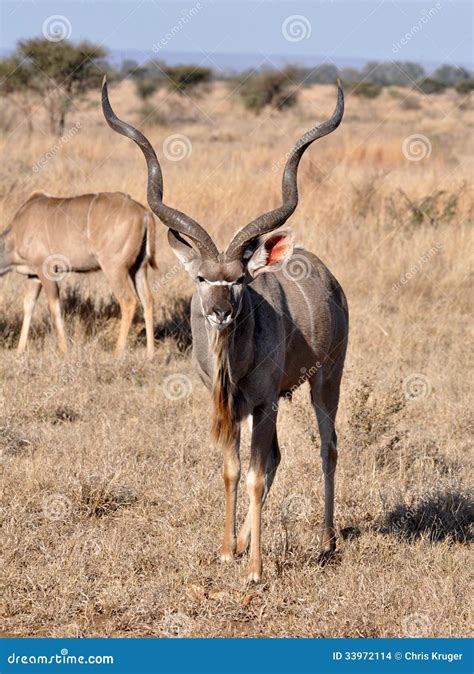 Kudu Antelope in Africa stock photo. Image of browser - 33972114