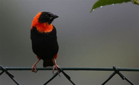 Definitive Guide To Southern Red Bishop Facts Habitat Conservation