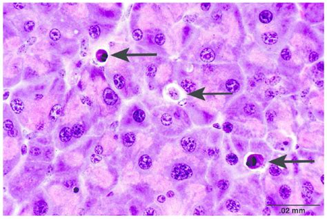 Recommendations From The INHAND Apoptosis Necrosis Working Group