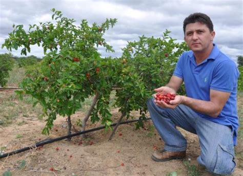 Como Plantar Acerola