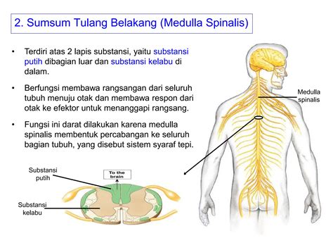 348616207 Kuliah Anatomi Fisiologi Sistem Saraf Pptppt