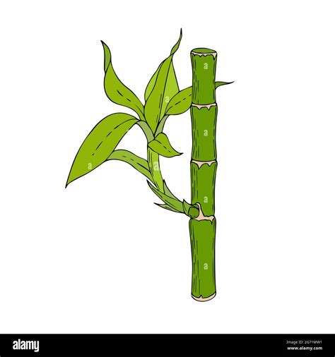 Bamboo Stick With Leaves And Young Shoots Hand Drawing Doodling Color Isolated White