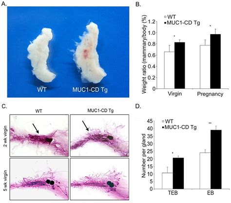 Muc Cd Induces Precocious Development Of Mammary Glands During