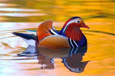 Mandarin Duck Bird Ducks 29 Wallpapers Hd Desktop And Mobile