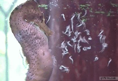 Seahorse giving birth. - GIF | Seahorse, Male seahorse, Sea creatures