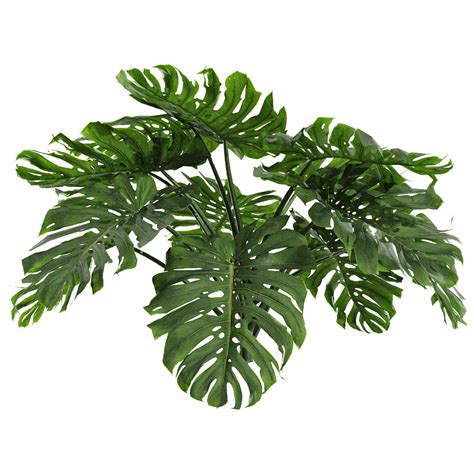 Monstera Deliciosa 1 Download The 3d Model 41540