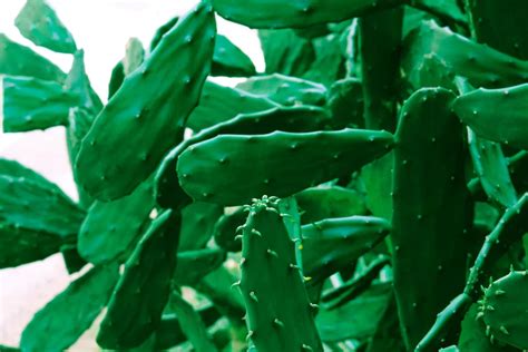 What Is Cactus Leather The Rise Of The Sustainable Vegan Alternative