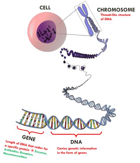 Inheritance Igcse Biology Notes