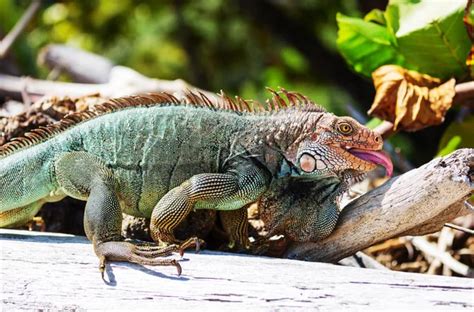 Wild Green Iguana Costa Rica — Stock Photo © kamchatka #181302712