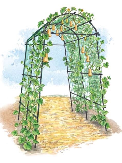 Titan Tunnel Trellis For Squash Zucchini Melons