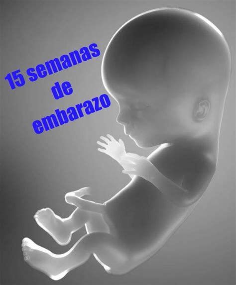Tu Embarazo 15 Semanas De Gestación