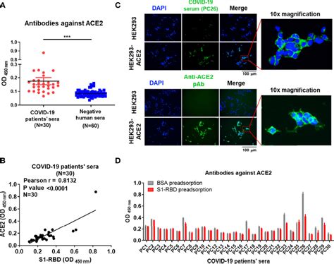 Frontiers Antigenic Cross Reactivity Between SARS CoV 2 S1 RBD And