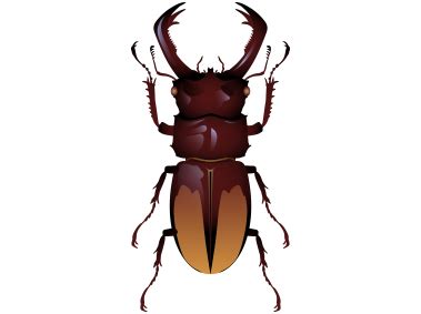 beetle png transparent image freepngdesigncom