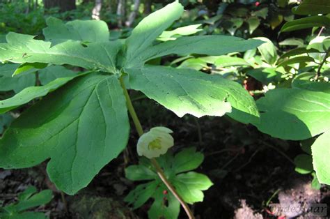 Podophyllum OpdeHaar