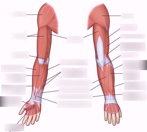 Muscles That Move The Hand Diagram Quizlet