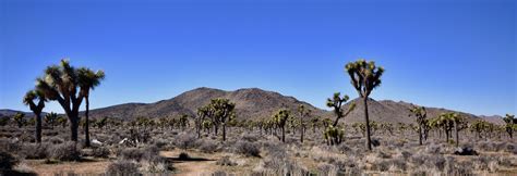 Joshua Tree National Park Two Beautiful Deserts The Maritime Explorer