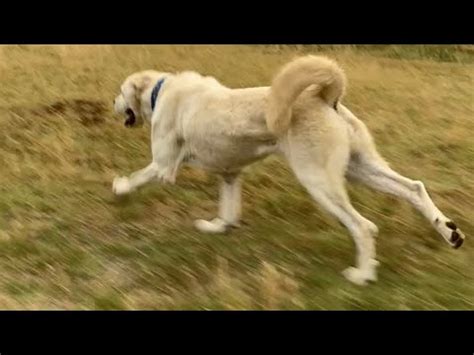 AKBAŞ KANGAL SÜRÜ SU HAYAT akbaş köpek guarddogs kangal akbas