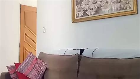 Exhibitionism Gay Penis Ring Amateur Porn Feat Xanvaskas By FapHouse XHamster