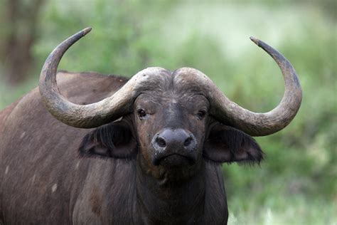 How Does One Stop A Charging Buffalo