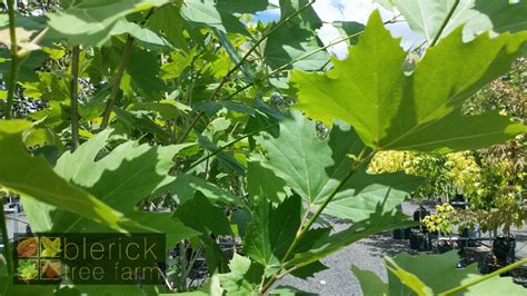 Platanus acerifolia - London Plane - Blerick Tree Farm