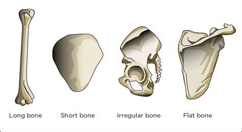 Skeletal System Parts Structure Functions Bones Videos Examples