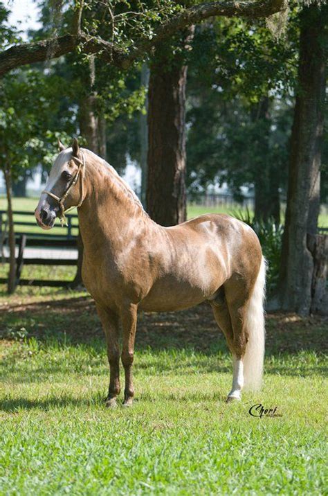 17 Best Images About Caballos De Paso Fino On Pinterest Palomino