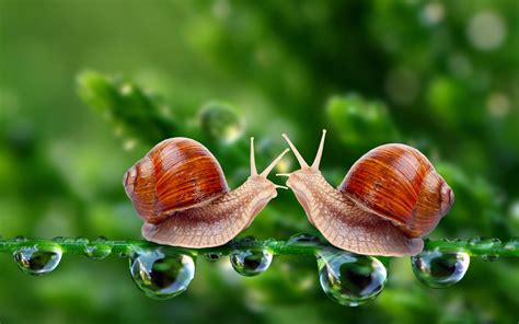 snail  wallpaper