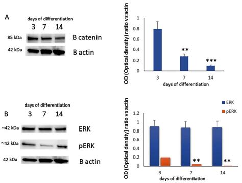 Protein Levels Assessed By Western Blot Analysis Left Side And