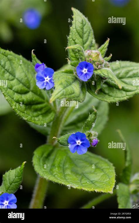 Green Alkanet Pentaglottis Sempervirens Naturalised In A Garden A