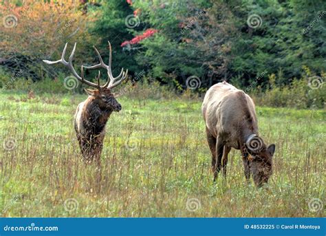 Bull Elk And His Lady At Cataloochee In The Great Smoky Mountains