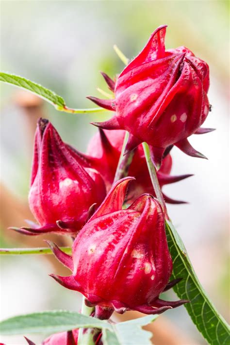 Roselle Hibiscus Sabdariffa Ubicaciondepersonascdmxgobmx