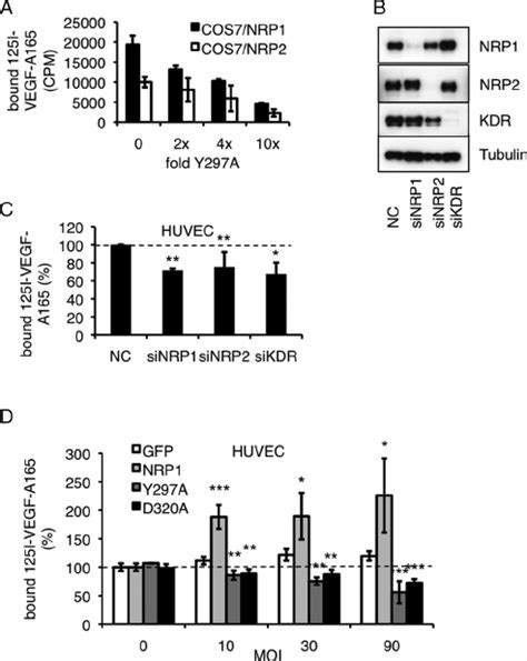 Overexpression Of Y297a Nrp1 Reduces Vegf A 165 Binding A Binding