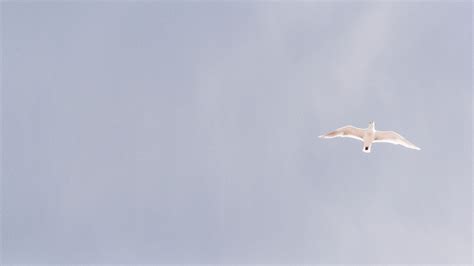 Images Gratuites La Nature Oiseau Aile Nuage Ciel Oiseau De Mer