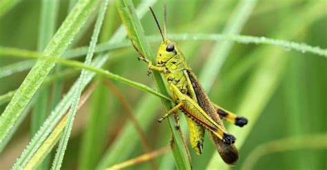 Do Grasshoppers Bite? - A-Z Animals