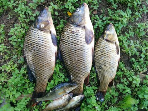 How To Catch Carp Successfully Tips Tricks For Success